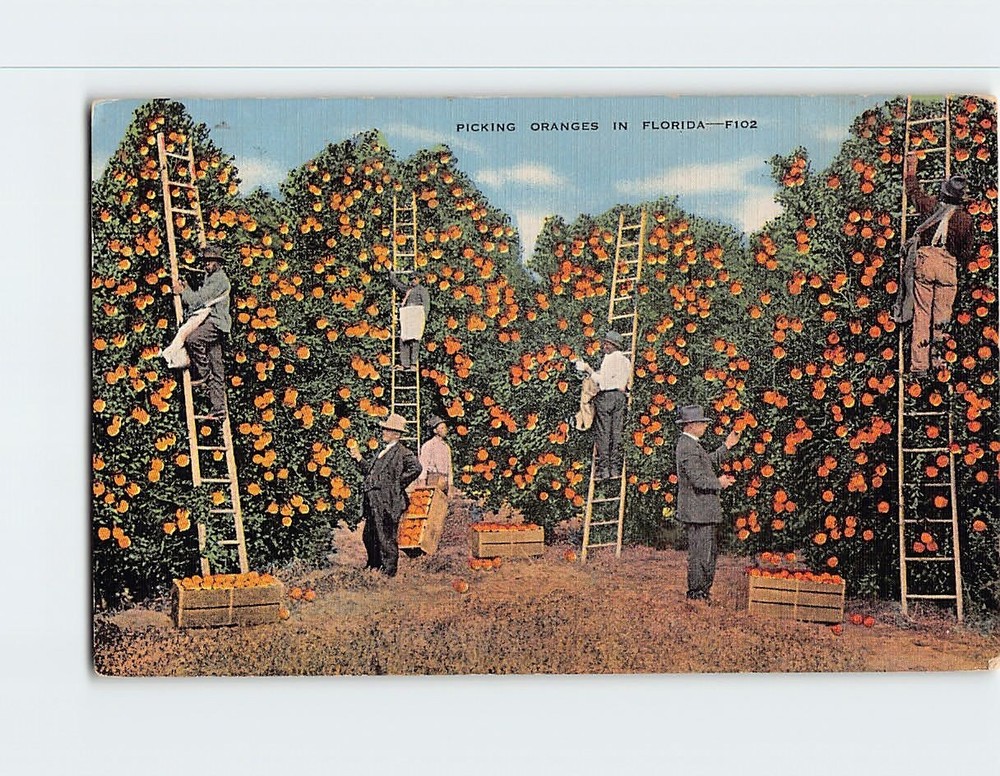 Postcard Picking Oranges in Florida USA