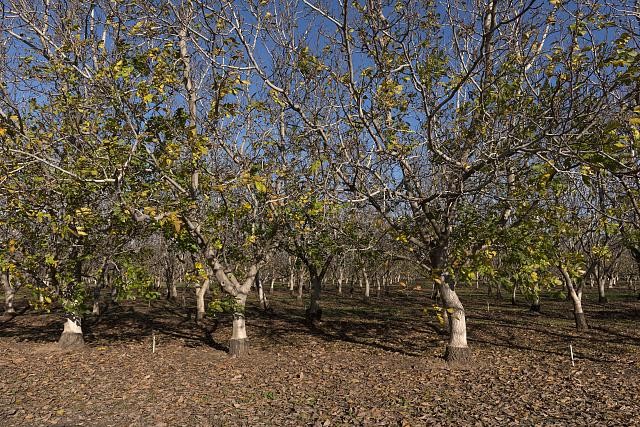 Photo:An orchard in winter,viewed from California Highway 99