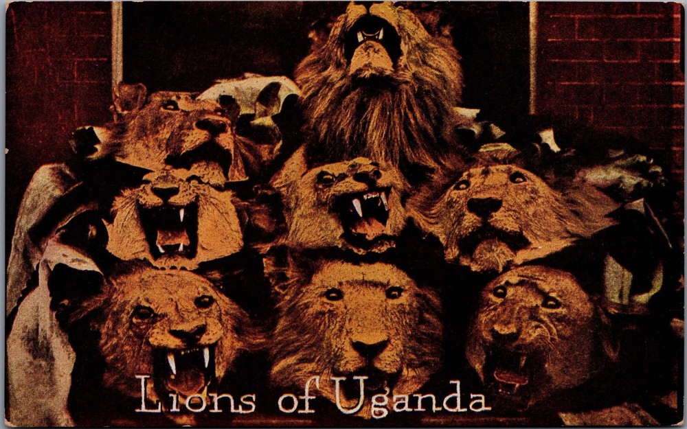 1909 Roosevelt Tour Lions of Uganda Postcard Arthur Capper RPPC Style