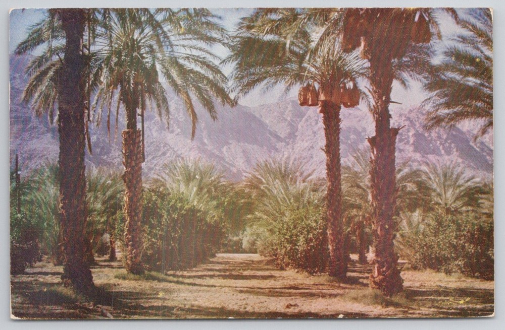 1952 Coachella Valley Date Palm Grove Indio CA Vintage Postcard RPPC