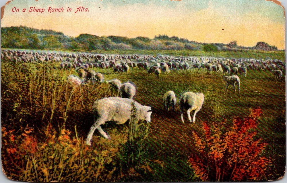 Dr Jim Stamps Postcard Sheep Ranch In Alta Private Post Card Creased
