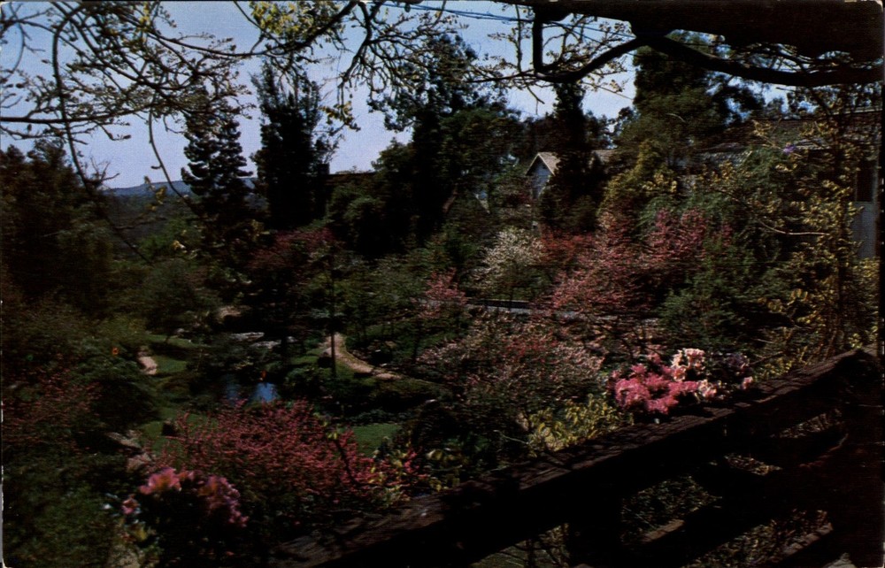 Flowering Fruit Trees~Picture Bridge~Huntington Hotel~Pasadena California~1950s