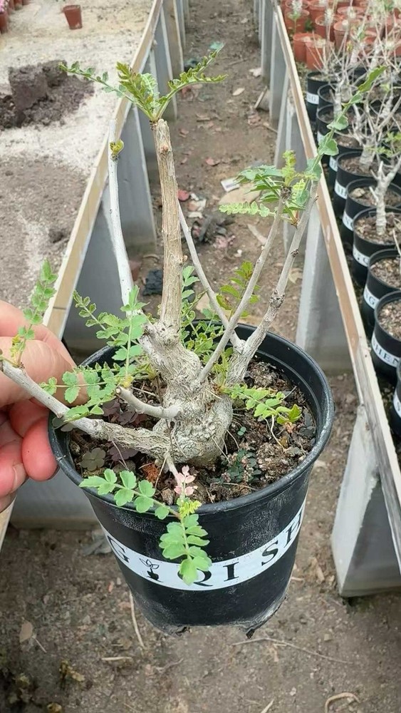 Succulent plant Boswellia neglecta Home Garden beautiful plants seedgrowth