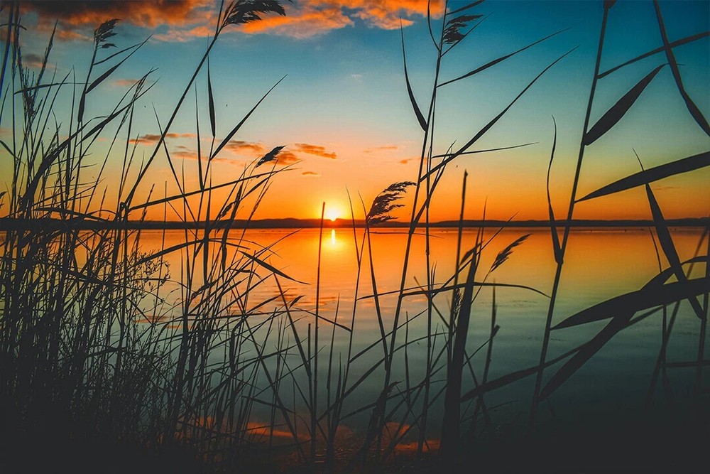 Sunset Lake Reed Grass Art Poster Wall Decor for Home