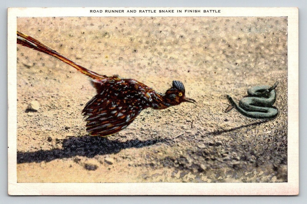 Road Runner Rattlesnake Battle Linen Postcard E. C. Kropp Co. Wildlife