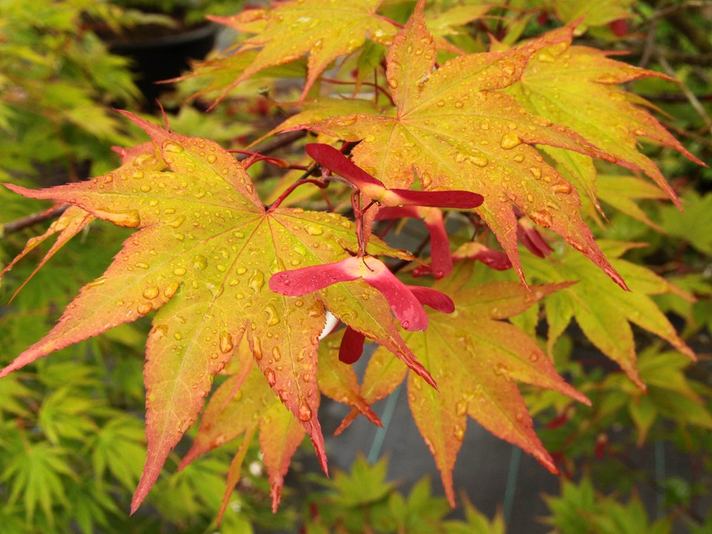 Acer palmatum 'Omato' - Japanese Maple *Live Plant-image