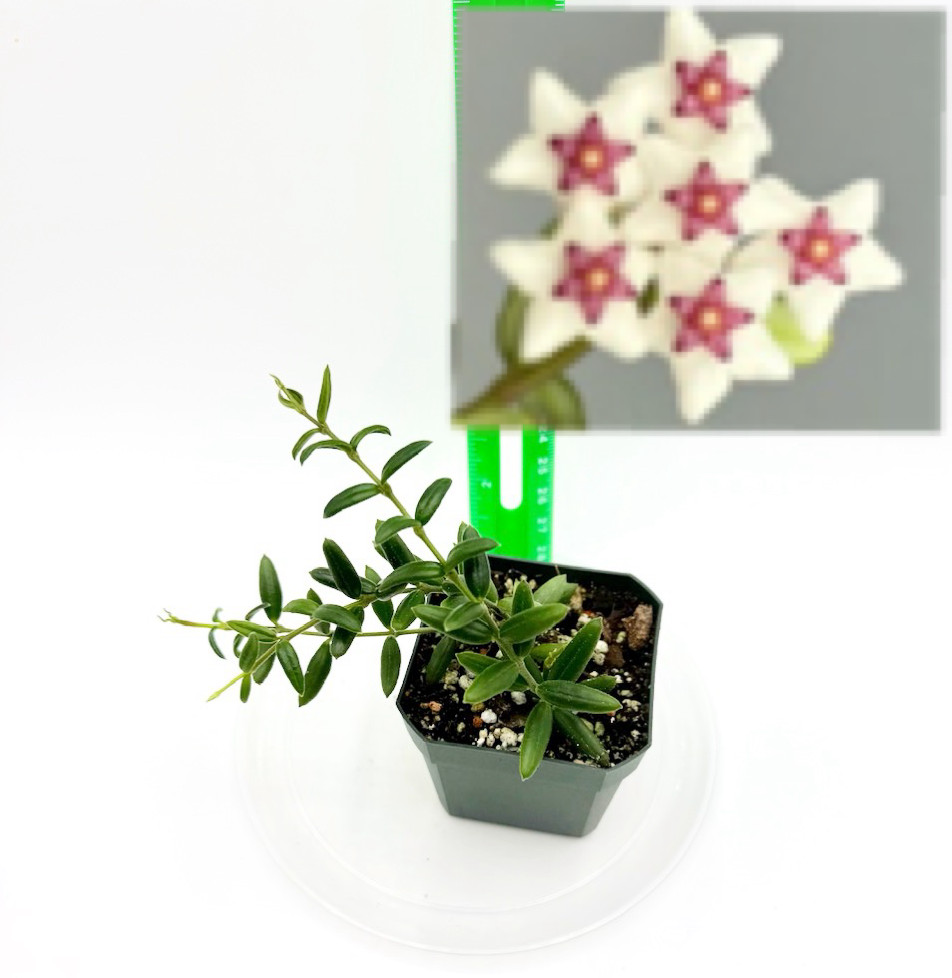 Hoya engleriana Well Rooted Plant