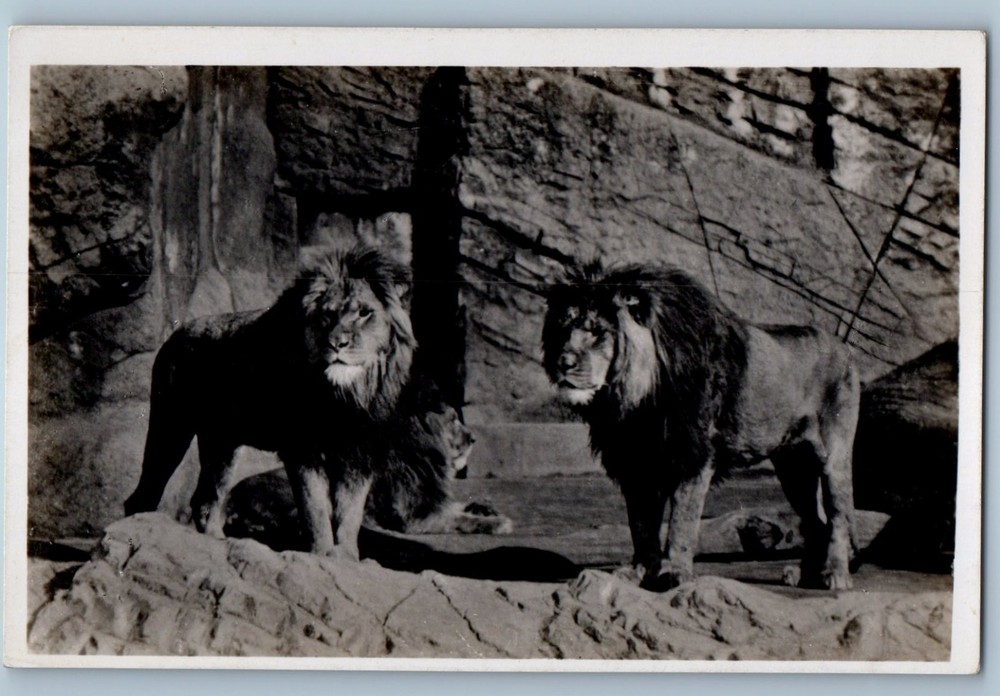 Stellingen Germany Postcard Carl Hagenbeck Tierpark Lions c1920's RPPC Photo
