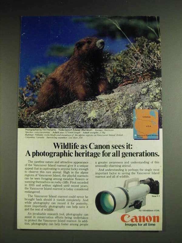 1984 Canon F-1 Camera and FD 150-600mm f/5.6L Lens Ad - Vancouver Island Marmot