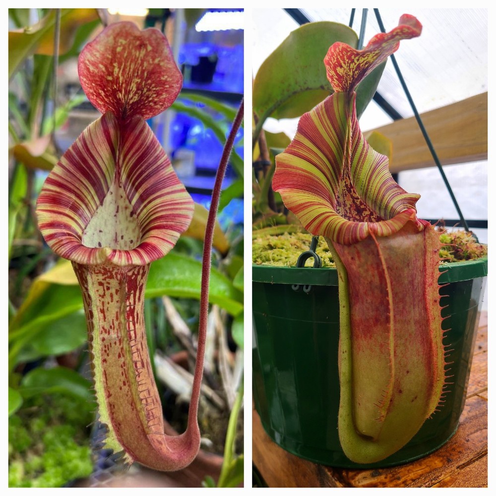 Nepenthes LVBVMV SG