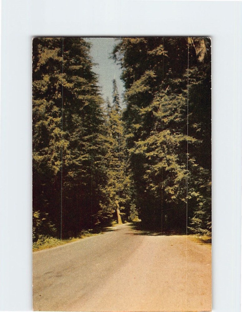 Postcard Redwood Highway California USA