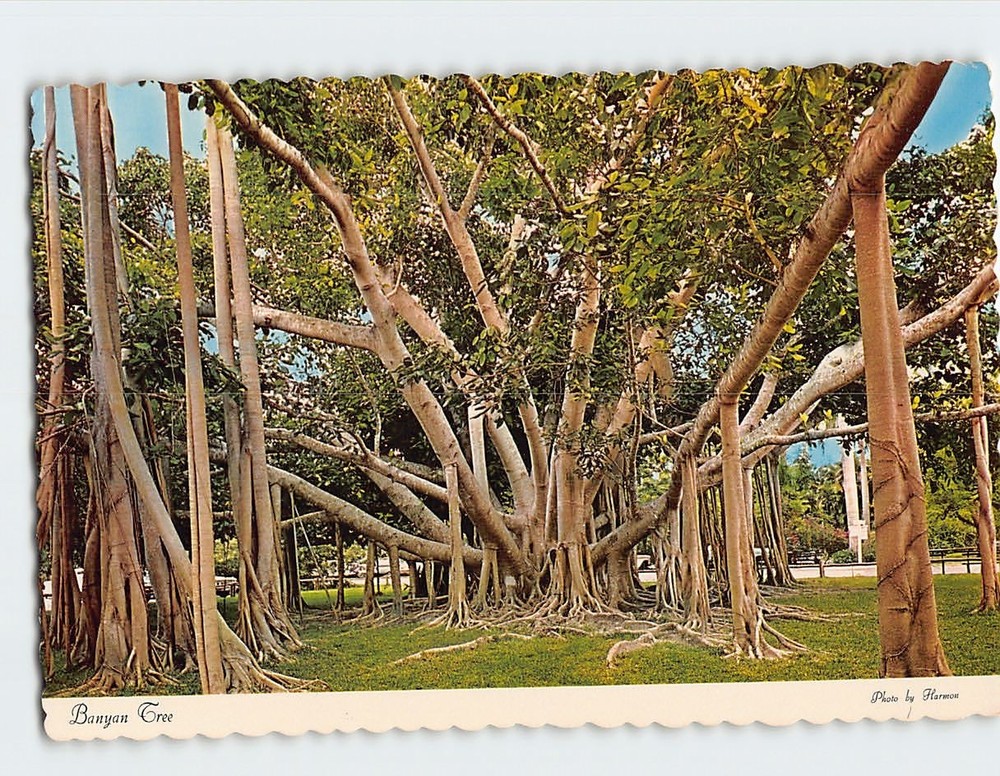 Postcard Banyan Tree Edison Winter Home Fort Myers Florida USA North America