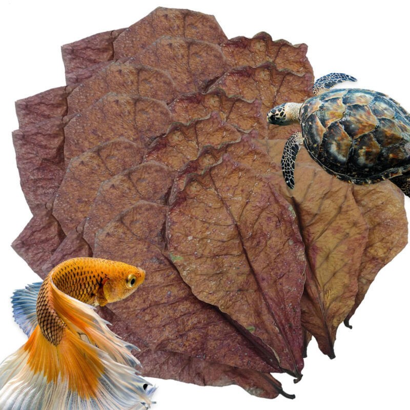 50pcs Almond Catappa Leaves for Betta Shrimp Aquarium Natural Care