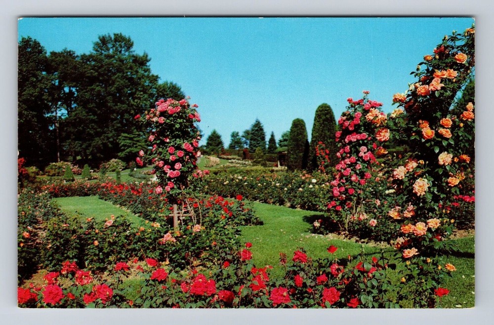 Hershey PA-Pennsylvania, Chocolate Town Rose Garden, Vintage Postcard