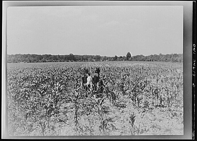 Photo:Cornfield Farm Workers 1900s Rural Field Plantation Scene