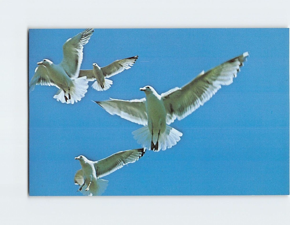 Postcard Seagulls in flight along the Maine Coast USA