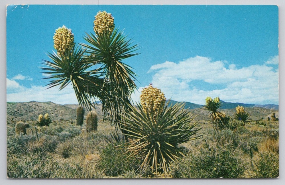 Vintage Petley Desert Yucca Spanish Bayonet Arizona Postcard Chrome Unposted