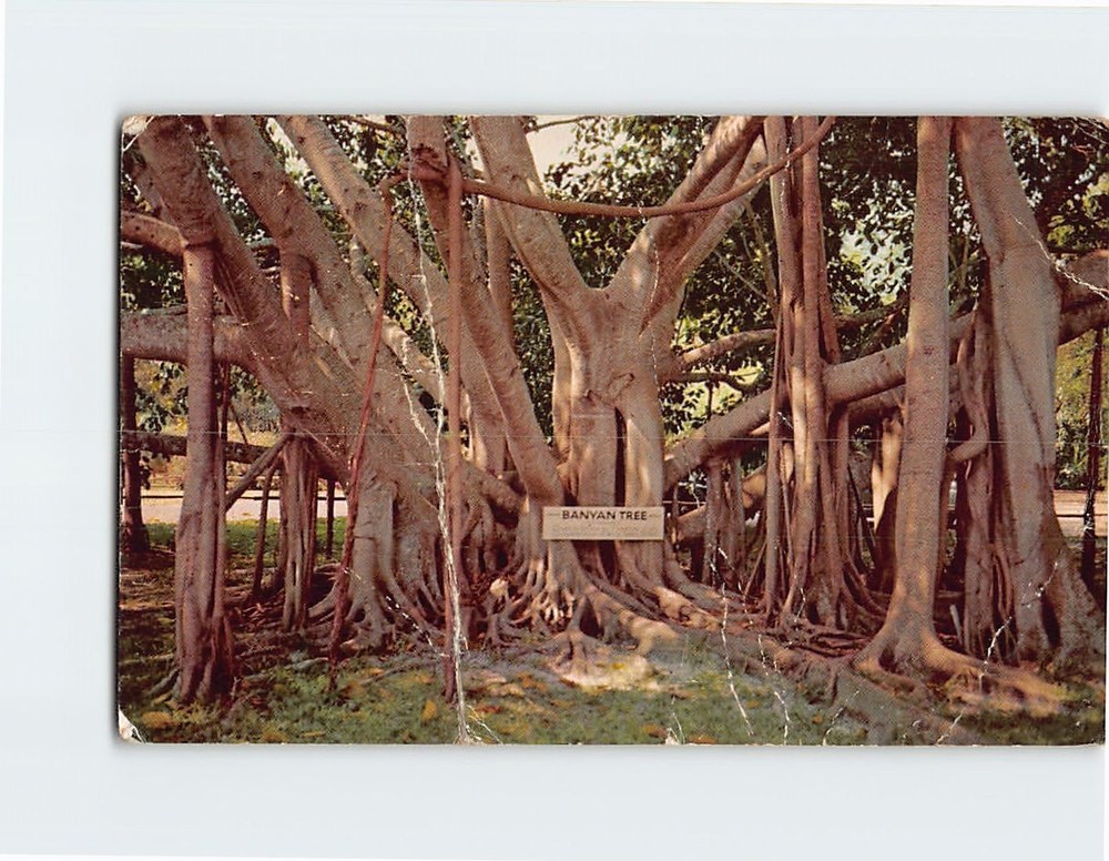 Postcard Great Banyan Tree Thomas Edison Winter Home Fort Myers Florida USA