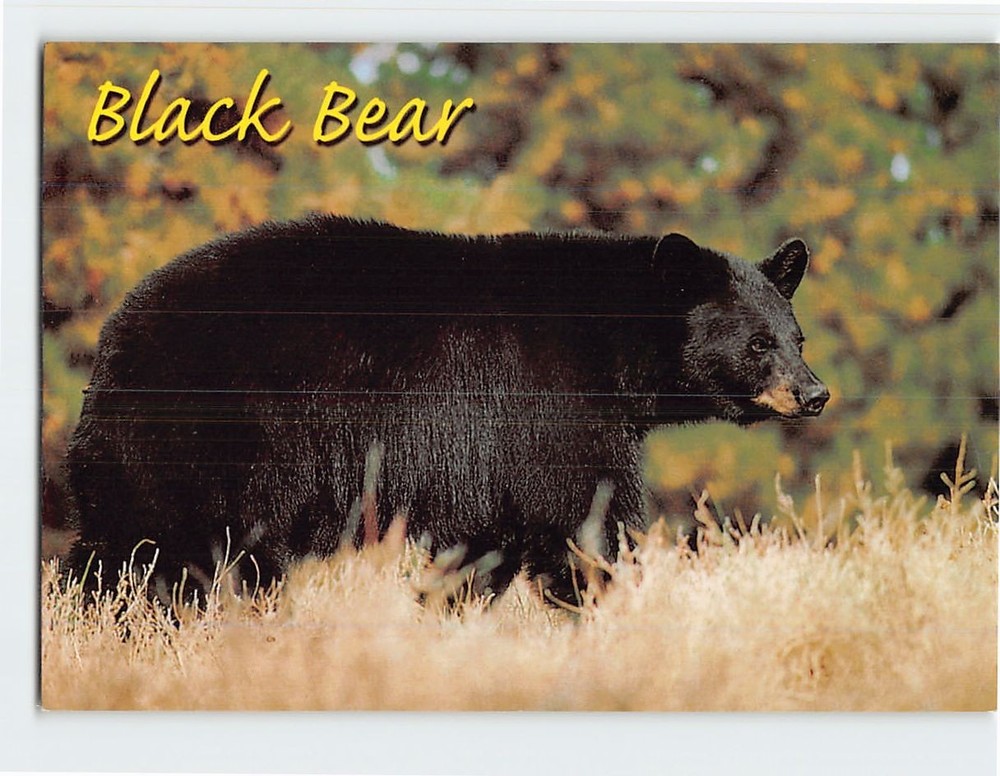 Postcard Black Bear
