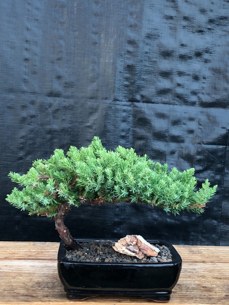6 y.o. Juniper Bonsai Tree Procumbens Nana 7