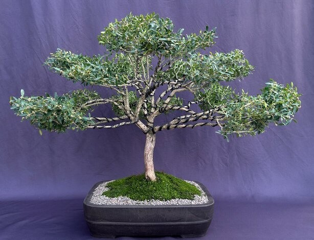 Boxwood Bonsai Tree LiveDwarf English Buxus Semperuirens Outdoor Plant 26