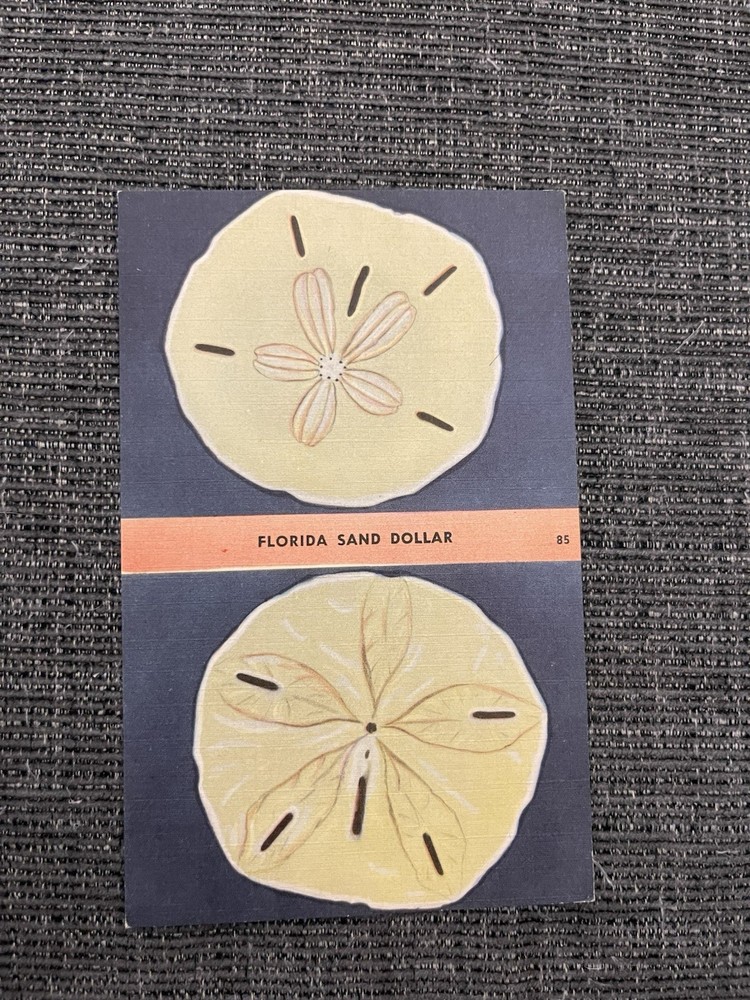 Vintage Linen Postcard Sanibel/Captiva Islands, FL~ Florida Sand Dollar