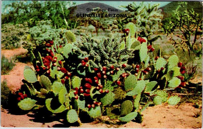Postcard NATURE SCENE Glendale Arizona AZ m/09 AN7816