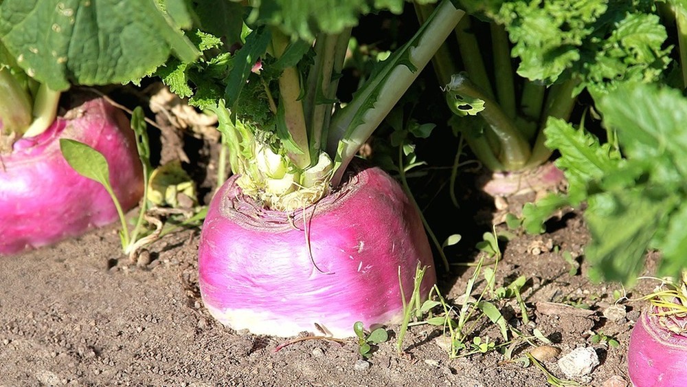 Organic Rutabaga Seeds - American Purple Top Swedish Turnip - Non-GMO - Free Shipping