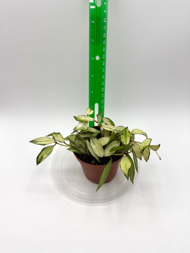 Hoya lacunosa minara Well Rooted Young Plant