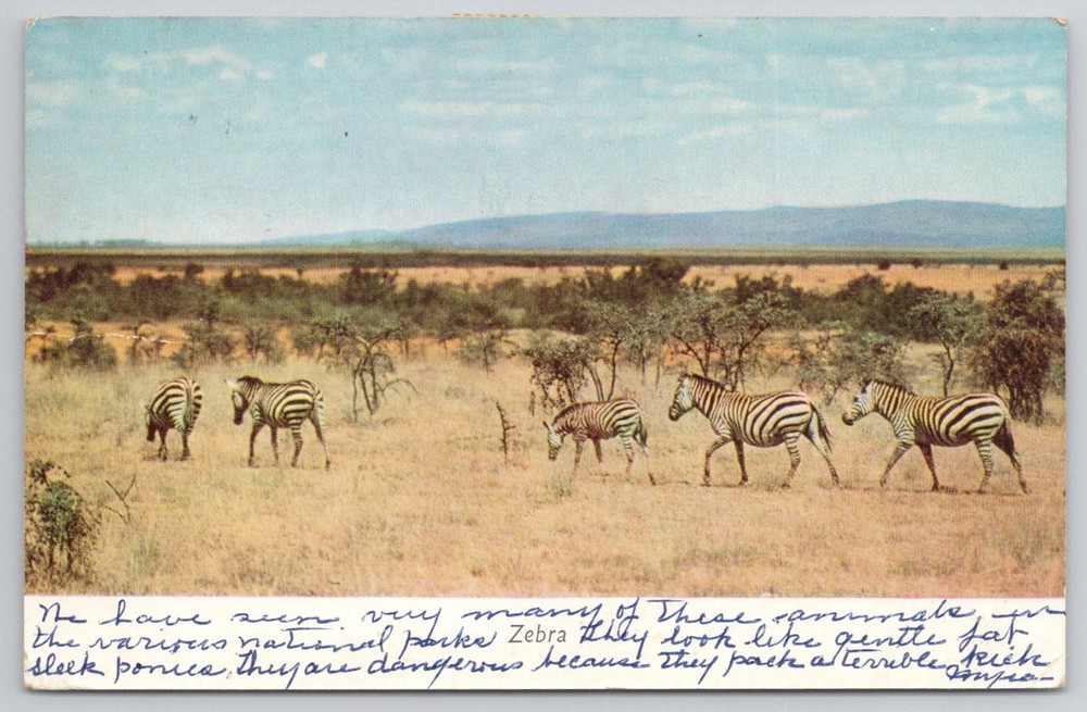 Vintage Uganda Postcard Zebras Murchison Falls National Park Africa 1950s