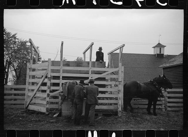 Photo:Marshall County Iowa 1939 Cornhusking Contest Wagon Horses