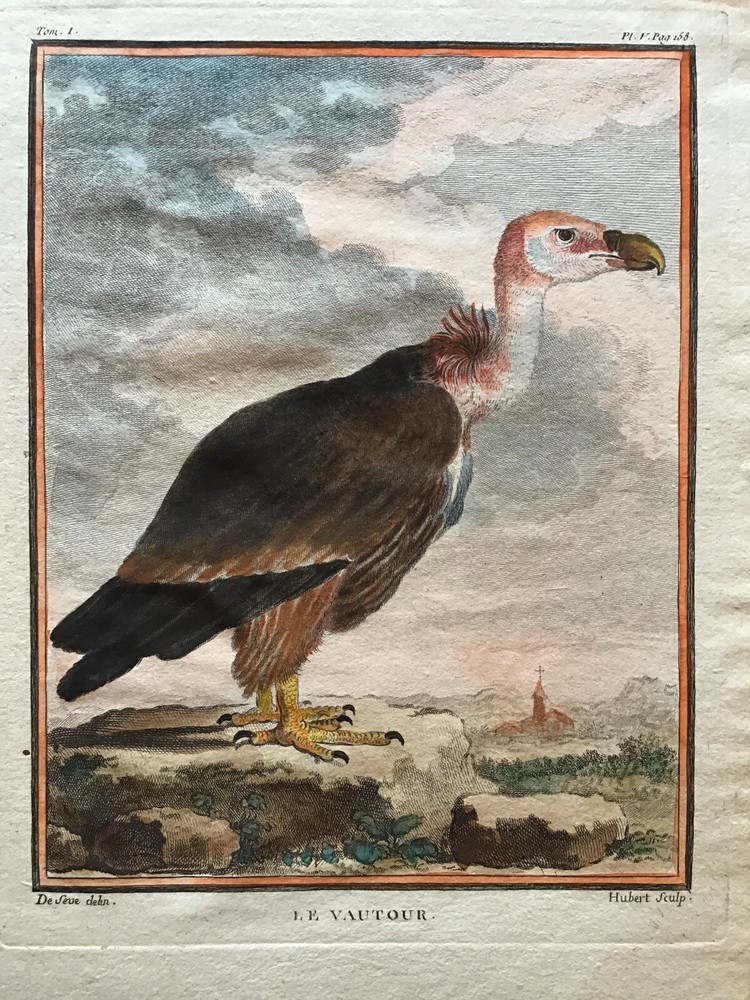 Hand-colored antique bird print of a Griffon Vulture by Buffon