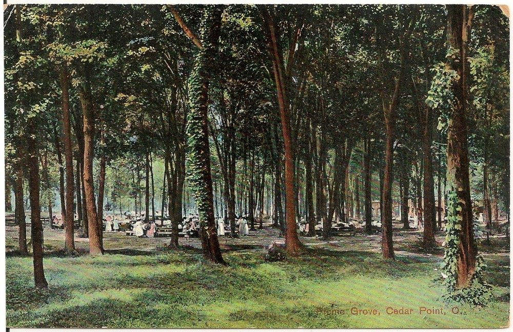 View of the Picnic Grove at Cedar Point OH Postcard