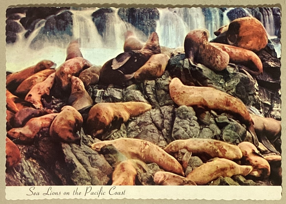 Sea Lions Pacific Coast Vintage Continental Postcard Unposted