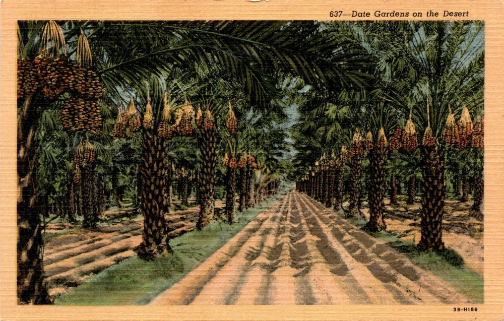 Date Gardens, Western Publishing & Novelty Co., Los Angeles, California Postcard