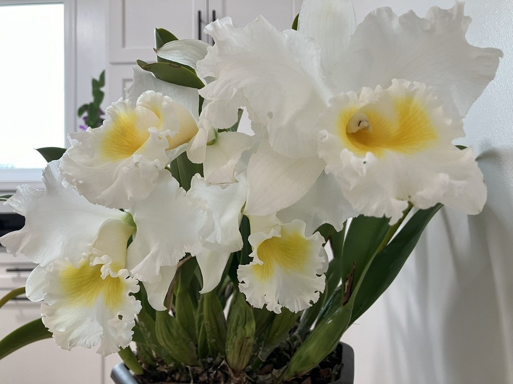 Cattleya Wendy Tanaka ‘ Volcano Queen ‘