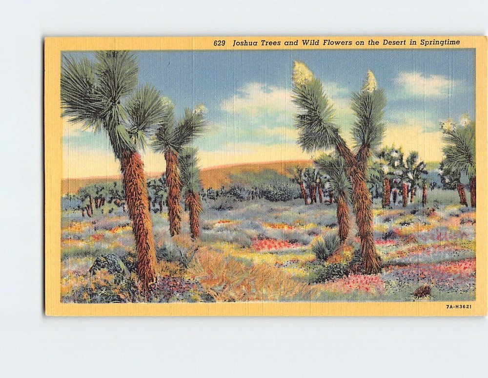 Postcard Joshua Trees & Wild Flowers on the Desert in Springtime