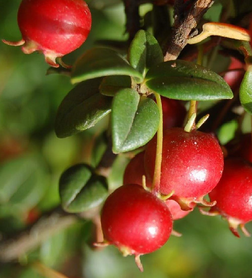Ugni molinae / Chilean Guava / Strawberry Myrtle 10 Seeds