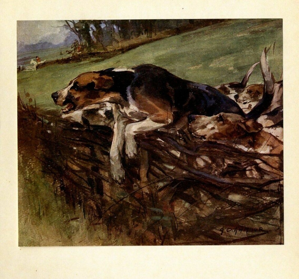 Dogs Hounds Fox Hunting Pack Of Dogs Jumping Fence Hunter Horseback Fox Hunt