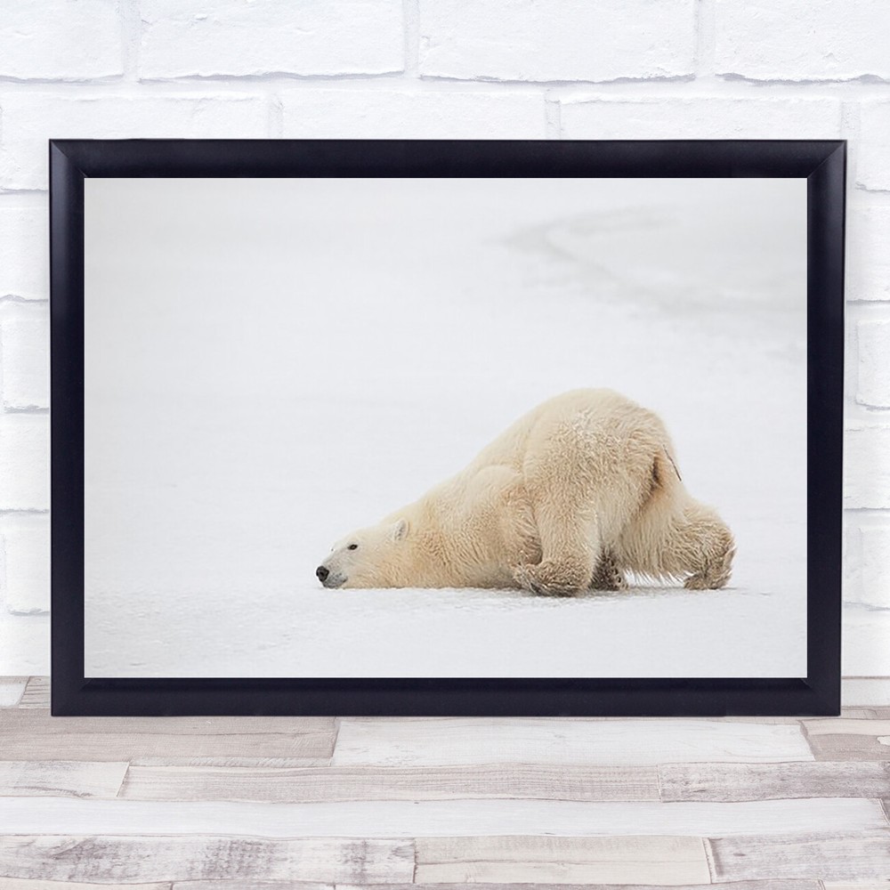 Sliding Bear Polar Beer Canada Wildlife Wild Nature Animal Cold Snow Art Print
