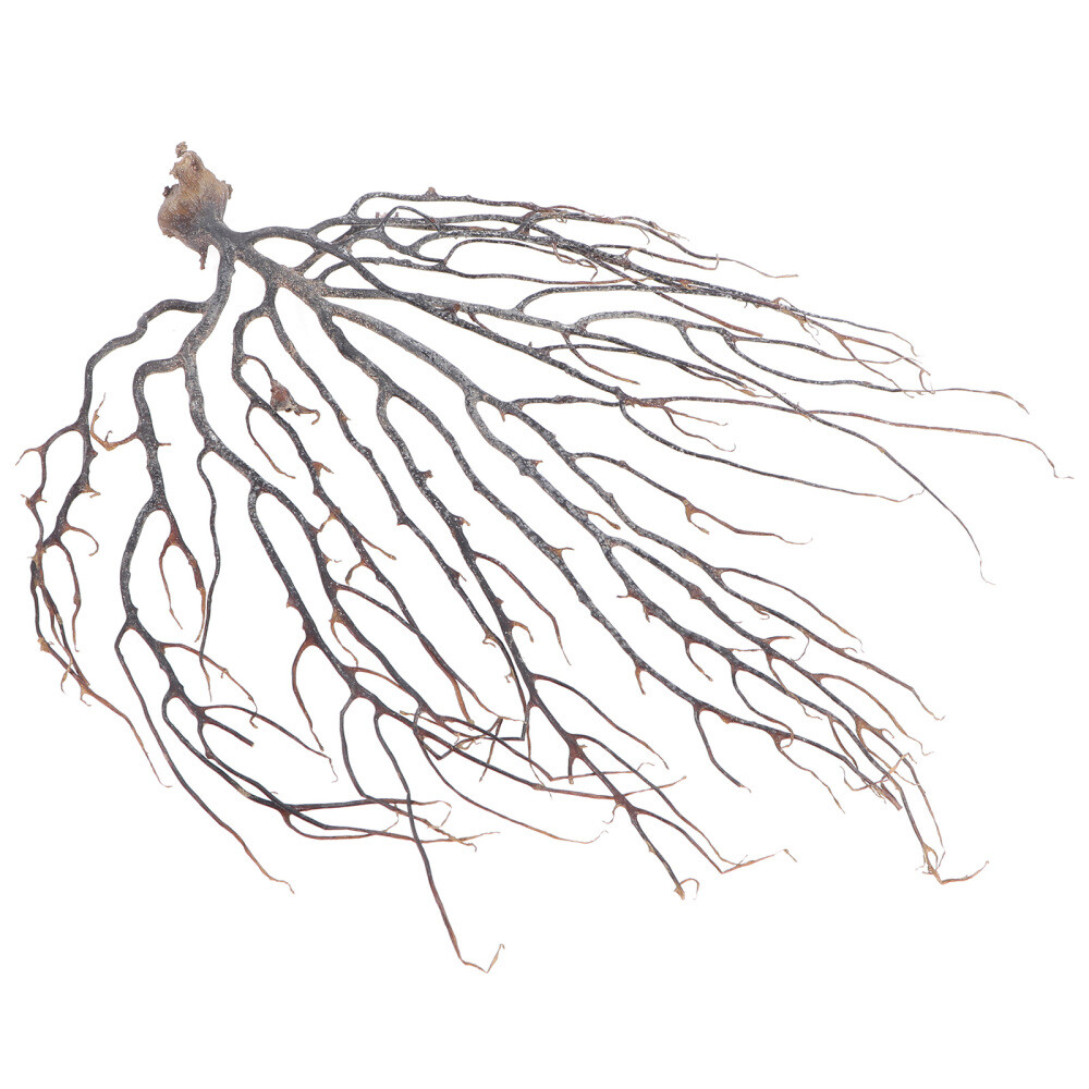 Fish Tank Decorations Seahorse tree Sea-inspired Water-resistant