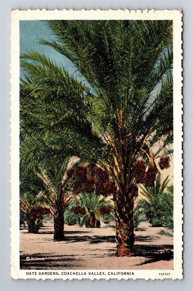 Coachella Valley CA-California, Date Gardens, Antique Vintage c1935 Postcard