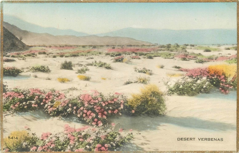 1920s California Desert Verbenas hand colored RPPC Martin Postcard 26-3403