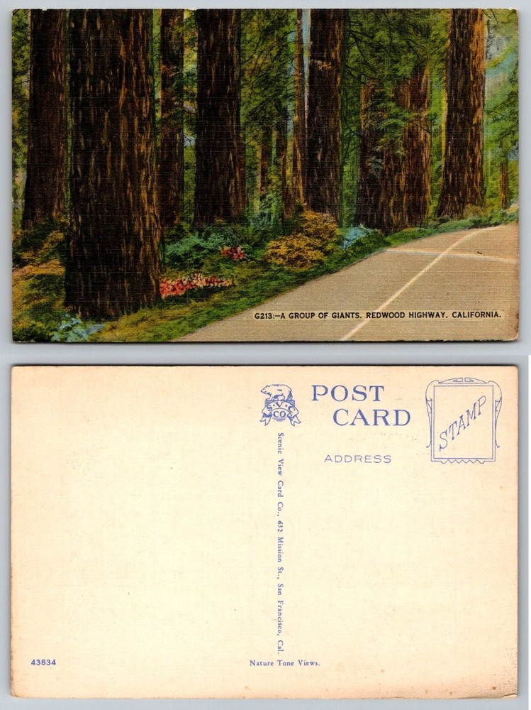 Vintage Linen Postcard A Group of Giants Redwood Highway California Scenic View