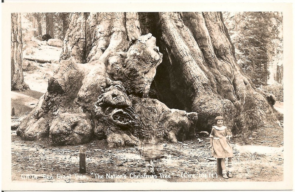 General Grant Tree, Kings Canyon Nat'l Park CA RP Postcard