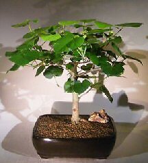 Sea Hibiscus Bonsai Live Tree Yellow Flowering Indoor Houseplant 14-15'' Tall