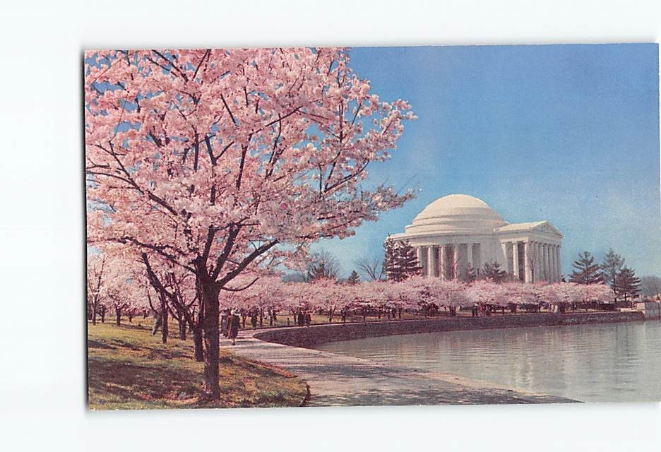 Postcard Cherry Blossoms Tidal Basin Jefferson Memorial Washington DC