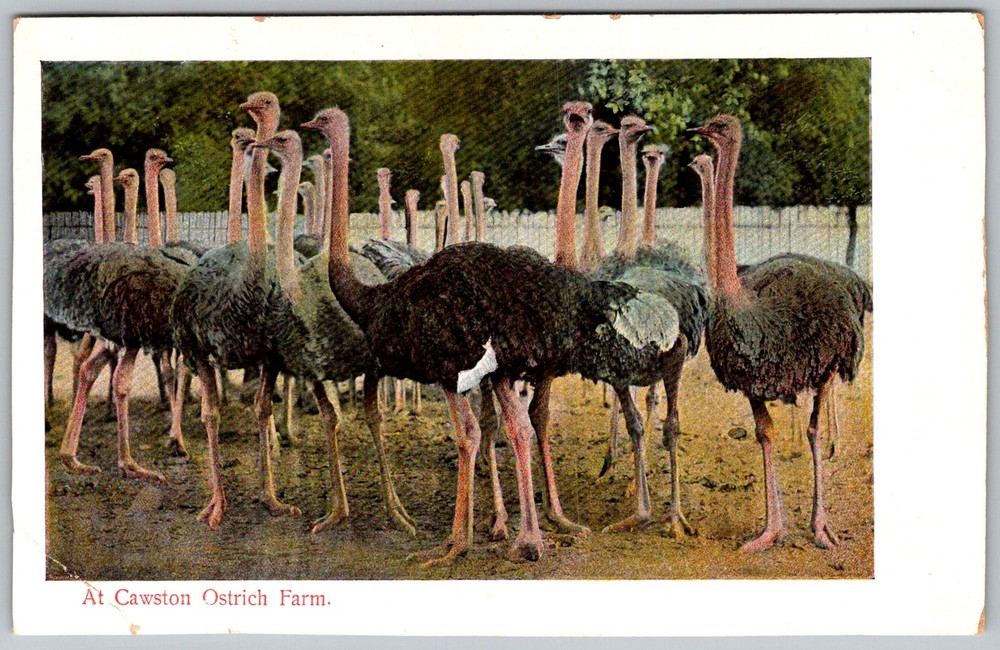 Antique Postcard Cawston Ostrich Farm Los Angeles, CA 1910s