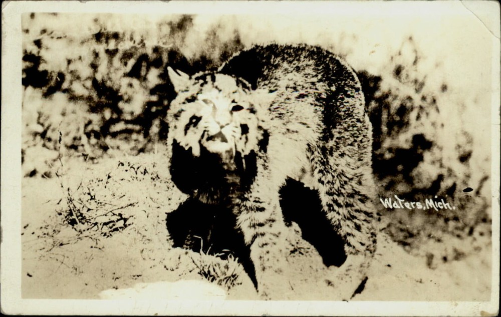RPPC Waters Michigan Bobcat mailed 1934 vintage real photo postcard