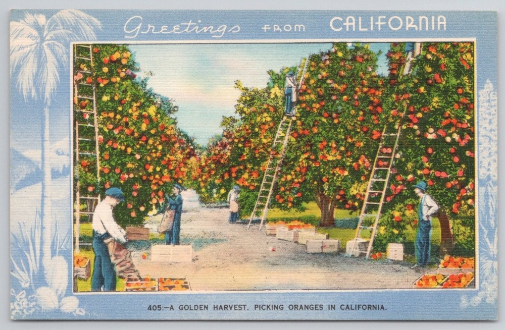 Vintage Greetings from California Orange Grove Linen Postcard A Golden Harvest